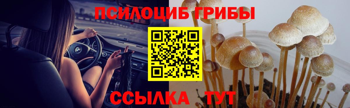 Галлюциногенные грибы Cubensis Углич